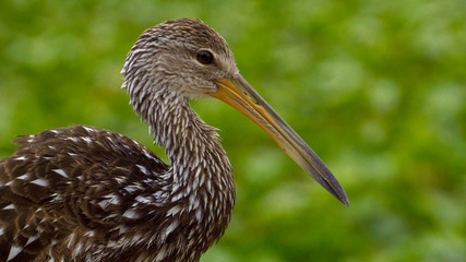Bird near a lake of lillypads