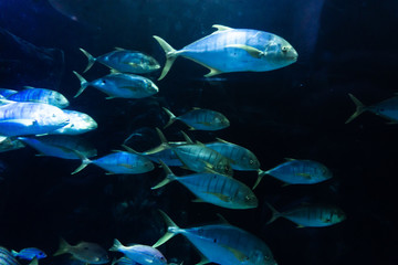fish in aquarium