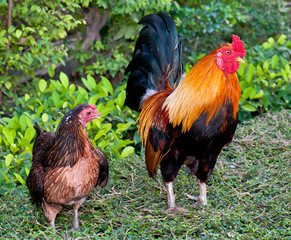 Rooster