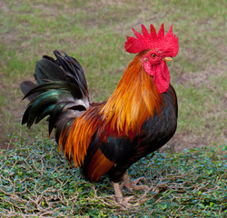 Rooster
