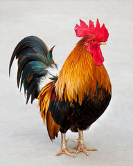 Rooster