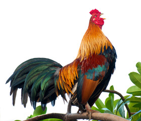 Rooster