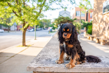 A cute Cavalier King Charles Spaniel has a serious expression, like peering into an abyss, while looking over a ledge while out for a walk off leash in the city.