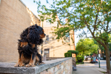 A cute Cavalier King Charles Spaniel shows her beautiful, long, thick fur when she turns to the side on a windy day.