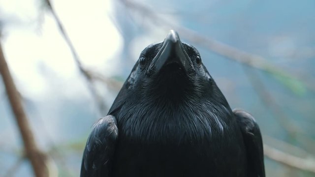 Portrait of large black common raven. Head of wild bird in forest