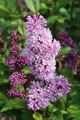 Lilac In Bloom, Banff National Park, Alberta