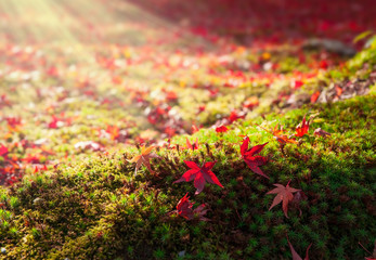 日本庭園　紅葉の落ち葉