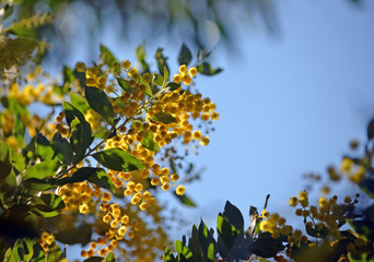 Yellow flowers of the Queensland Silver Wattle, Acacia podalyriifolia, family Fabaceae - obrazy, fototapety, plakaty