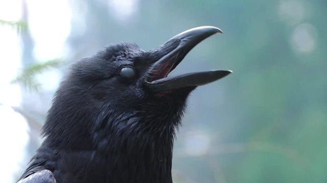 Birdlife in wild nature. Black raven closeup. Crow screaming in forest