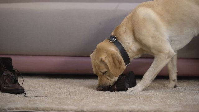 Naughty pedigreed dog chewing female owner shoes, pet misbehaving, discipline