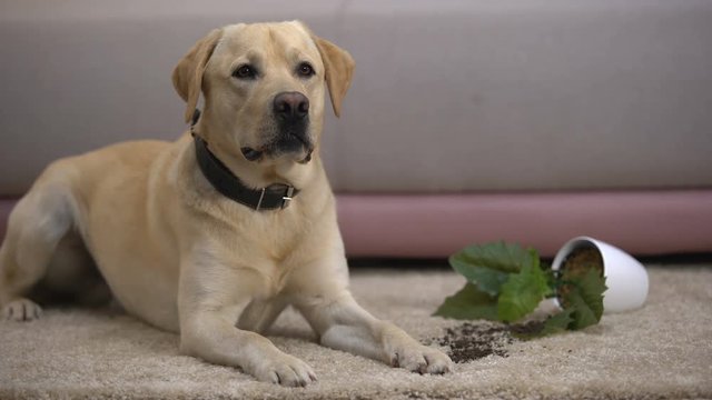 Funny labrador retriever dog lying near broken potted plant, pet misbehavior