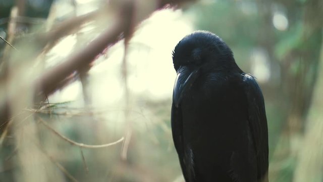 Black raven sitting on tree examining something below. Feathered forest dweller