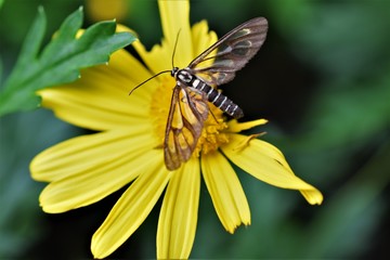 Yellow Butterfly Insect on a Flower Closeup