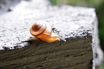 Small Garden Snail Closeup Macro