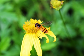 Hoverfly at yellow flower Closeup
