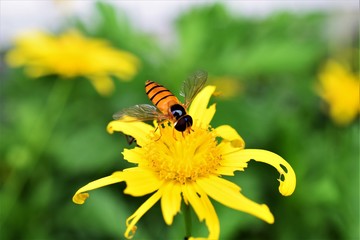 Hoverfly at yellow flower Closeup