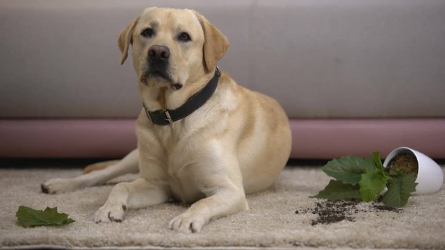 Innocent labrador dog lying near broken potted plant, undisciplined house pet