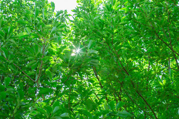 新緑の葉っぱ