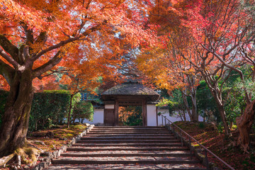 Fototapeta na wymiar 京都　安楽寺の紅葉　