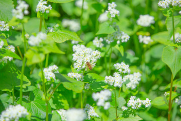 蕎麦の花とミツバチ
