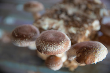 栽培中のシイタケ