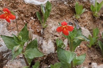 Cardinal or Scarlet Monkeyflower (Mimulus cardinalis) red wildflowers in Zion National Park, Utah