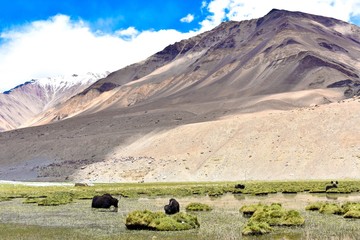 Animals in mountains