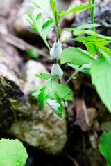 モリアオガエルの卵塊