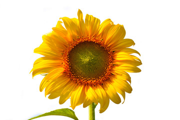 sunflower isolated on white background