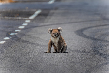 Koala sitting in middle of the road surrounded by tyre marks