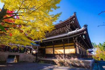 京都　南禅寺の銀杏と法堂