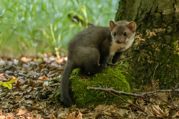 Stone marten, Martes foina, with clear green background. Beech marten, detail portrait of forest animal. Small predator sitting on the beautiful green moss stone in the forest. Wildlife scene, France