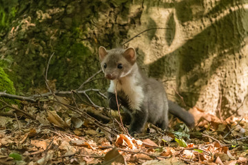 Stone marten, Martes foina, with clear green background. Beech marten, detail portrait of forest animal. Small predator sitting on the beautiful green moss stone in the forest. Wildlife scene, France