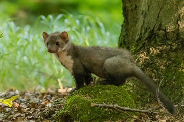 Obraz premium Stone marten, Martes foina, with clear green background. Beech marten, detail portrait of forest animal. Small predator sitting on the beautiful green moss stone in the forest. Wildlife scene, France