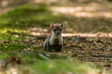 Stone marten, Martes foina, with clear green background. Beech marten, detail portrait of forest...