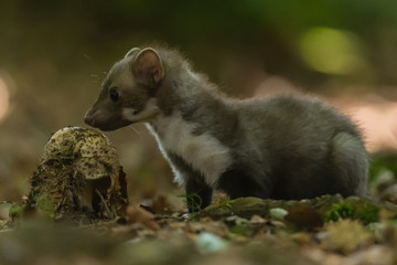 Stone marten, Martes foina, with clear green background. Beech marten, detail portrait of forest...