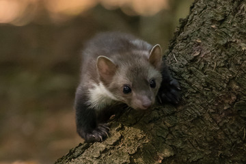 Stone marten, Martes foina, with clear green background. Beech marten, detail portrait of forest animal. Small predator sitting on the beautiful green moss stone in the forest. Wildlife scene, France