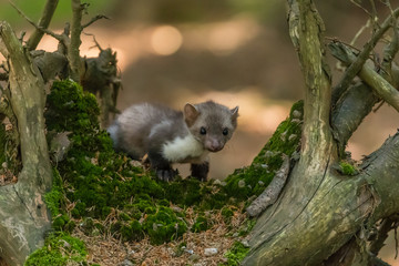 Stone marten, Martes foina, with clear green background. Beech marten, detail portrait of forest...