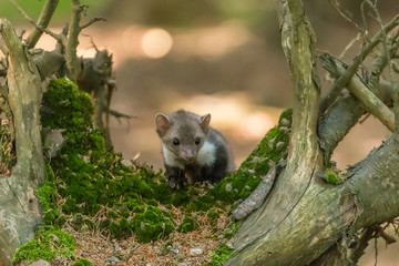 Naklejka na ściany i meble Stone marten, Martes foina, with clear green background. Beech marten, detail portrait of forest animal. Small predator sitting on the beautiful green moss stone in the forest. Wildlife scene, France