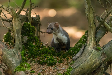 Obraz premium Stone marten, Martes foina, with clear green background. Beech marten, detail portrait of forest animal. Small predator sitting on the beautiful green moss stone in the forest. Wildlife scene, France