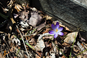 Single Crocus Blossom Pushing From the Barren Ground