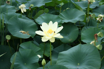 Single unknown water flower 2019