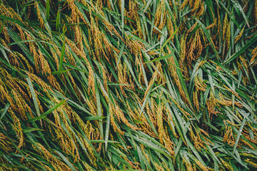 The moss that falls on the fallen rice is like a gem