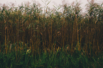 Fototapeta premium Plants inhabiting a pond on a rainy road