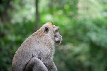 Portrait of a lonely monkey is sitting and looking for something in the natural jungle, It seem to be absent-minded. Animal and wildlife photo.