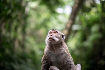 Portrait of a lonely monkey is sitting and looking up in the natural jungle, It seem to be absent-minded. Selected focus on his mouth and nose. Animal and wildlife photo.
