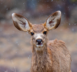 White Tail Deer in the snow with large ears
