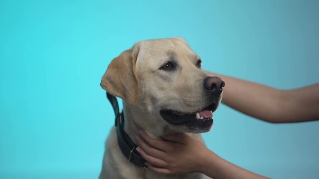 Caring owner combing labrador dog fur, grooming equipment cleaning slicker brush