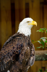 bald eagle on perch