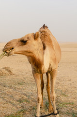 camel eating